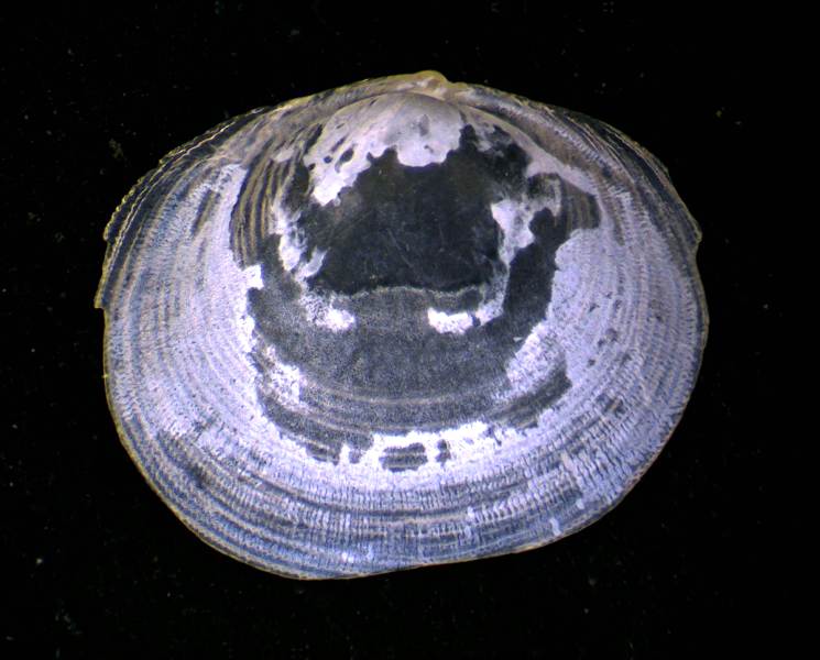 Bivalve